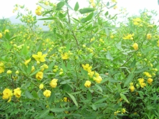 ɡ������