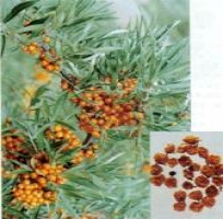 11457923827753639_small